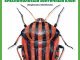 Масштабная коллекционная модель Выпуск №54: Жуки и пауки, Краснополосый зонтичнтичный клоп (Жуки и пауки (MODIMIO))