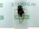    , Cryptotympana sp        15 ()