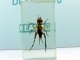      (Gryllidae)        2 (DeAgostini)