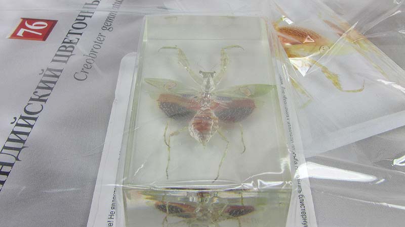 Дневник богомола. ДЕАГОСТИНИ насекомые и их знакомые. ДЕАГОСТИНИ индийский цветочный богомол. Коллекция насекомых ДЕАГОСТИНИ. Коллекция Жуков ДЕАГОСТИНИ.