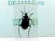     (Calosoma sp.)        20 (DeAgostini)