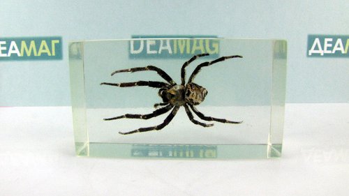   (Araneus sp.)        4