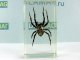      (Araneus sp.)        4 (DeAgostini)