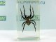      (Araneus sp.)        4 (DeAgostini)