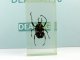     , Dicronocephalus        7 (DeAgostini)