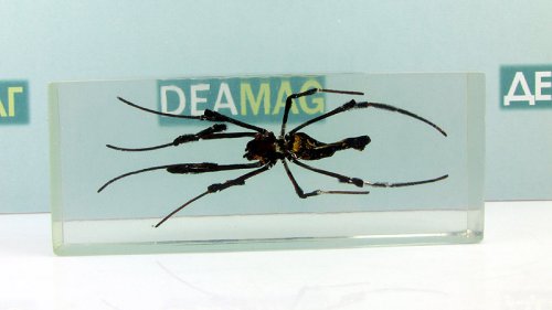   (Nephila sp.)        27