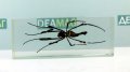   (Nephila sp.)        27