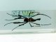      (Nephila sp.)        27 (DeAgostini)