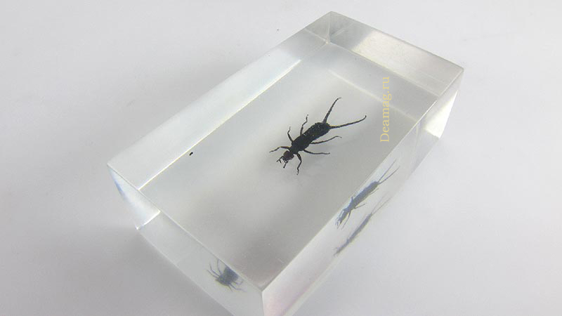 Насекомые и их знакомые рисунки